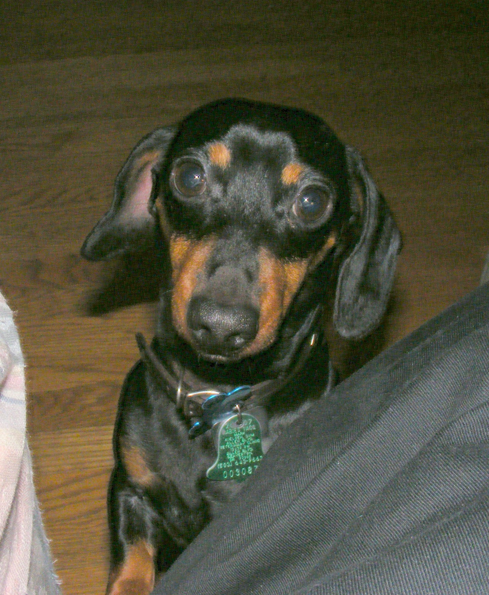 P.J. the dachshund